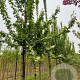 Prunus padus 'Tiefurt' 12-14 HO draadkluit