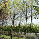 Prunus serrula 20-25 HO draadkluit