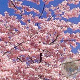 Prunus ser. 'Kanzan' 8-10 HO container