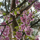 Prunus ser. 'Kanzan' 8-10 HO container