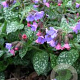 Pulmonaria saccharata 'Mrs Moon' GM P9 BIO