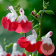 Salvia microphylla 'Hot Lips' GM P9 BIO