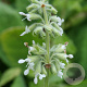 Salvia verticillata 'Alba' GM P9 BIO