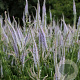 Veronicastrum virginicum 'Lavendelturm' GM P9 BIO