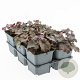 Heuchera m. 'Palace Purple' GM P9