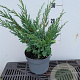 Juniperus chin. 'Blaauw' 20-25 cm 2,0L