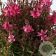 Gaura l. Gaudi Red GM P9