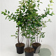 Amelanchier lamarckii 80-100 cm 7,5L