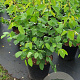 Amelanchier lamarckii 80-100 cm 12L