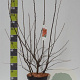 Amelanchier lamarckii 80-100 cm 12L