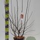 Amelanchier lamarckii 80-100 cm 12L