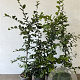 Carpinus betulus 80-100 cm 3,5L