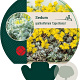 Sedum spathulifolium 'Cape Blanco' GM P9