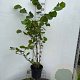 Corylus avellana 125-150 cm 7,5L