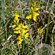 Genista anglica 20-30 cm 2,0L overjarig autochtoon