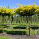 Gleditsia triac. 'Sunburst' 14-16 HO 45L dakvorm 250 cm stam vierkant