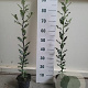 Ilex aquifolium 40-60 cm 5,0L overjarig