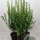 Ligustrum ovalifolium 100-125 cm 7,5L