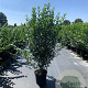 Ligustrum ovalifolium 100-125 cm 12L