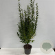 Ligustrum ovalifolium 100-125 cm 12L