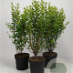 Ligustrum oval. 'Aureum' 80-100 cm 7,5L
