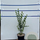 Ligustrum vulg. 'Atrovirens' 60-80 cm 7,5L
