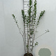 Ligustrum vulg. 'Atrovirens' 100-125 cm 5,0L