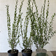 Ligustrum vulg. 'Atrovirens' 100-125 cm 5,0L