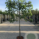 Liquidambar styraciflua 14-16 HA 45L lei 150x150 150 cm stam