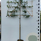 Malus 'Red Sentinel' 10-12 HA 45L lei 150x150 150 cm stam