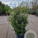 Osmanthus burkwoodii 80-100 cm 30L