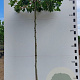 Platanus hispanica 14-16 HO 45L dakvorm 250 cm stam vierkant