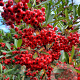 Pyracantha coccinea 120 cm stam container 14-16