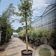 Quercus ilex 150 cm stam container 25-30