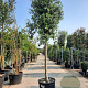 Quercus ilex 180 cm stam container 25-30