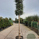 Quercus suber 180 cm stam container 25-30