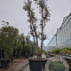 Quercus suber 350-400 cm cont. 500L meerstammig