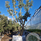 Quercus suber 450-500 cm airpot meerstammig