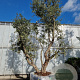 Quercus suber 450-500 cm airpot meerstammig