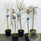 Salix Gemengd 40-60 cm wortelgoed 1/1 autochtoon