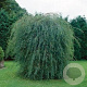Salix purpurea 'Pendula' 40-60 cm wortelgoed 0/1 3 tak