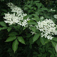 Sambucus nigra 60-80 cm 7,5L overjarig