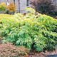 Sambucus nigra 'Aurea' 40-60 cm 2,0L overjarig