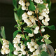 Symphoricarpos albus laevigatus 40-60 cm wortelgoed 0/1/0 2 tak