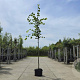 Tilia platyphyllos 200-250 cm wortelgoed