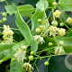 Tilia platyphyllos 200-250 cm wortelgoed