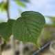 Tilia platyphyllos 200-250 cm wortelgoed