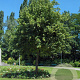 Tilia platyphyllos 200-250 cm wortelgoed