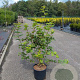 Viburnum opulus 'Roseum' 80-100 cm 12L