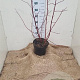 Cornus alba 'Sibirica' 60-80 cm 7,5L